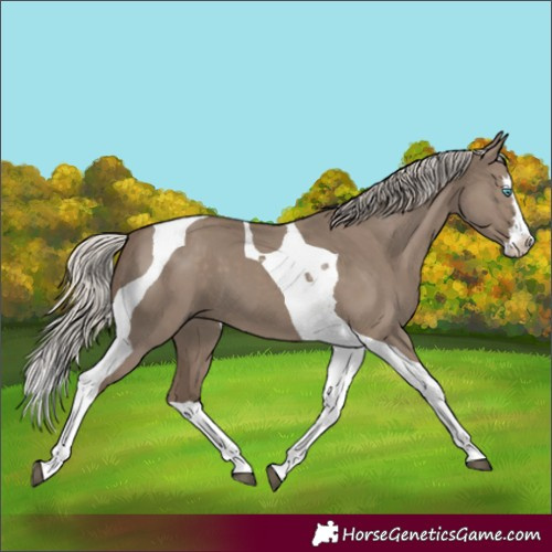 Horse Color:Silver Grullo Splash Tobiano