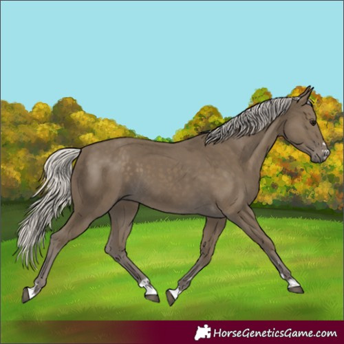 Horse Color:Silver Smoky Black