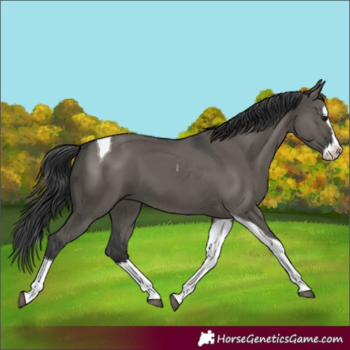 Horse Color:Grullo Splash Tobiano