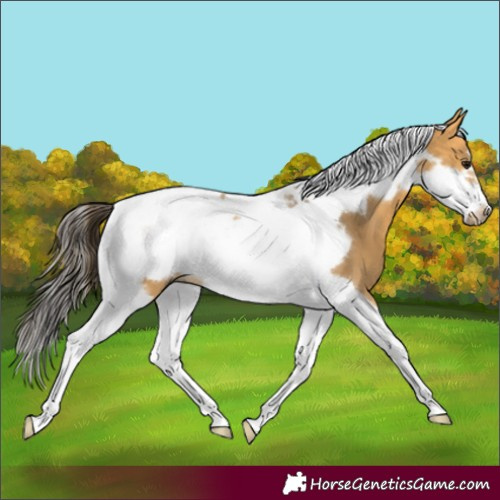 Horse Color:Buckskin Tobiano Frame