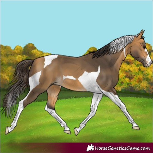 Horse Color:Buckskin Tobiano