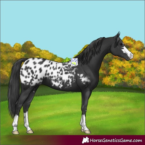 Horse Color:Black Appaloosa