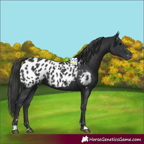 Horse Color:Black Appaloosa