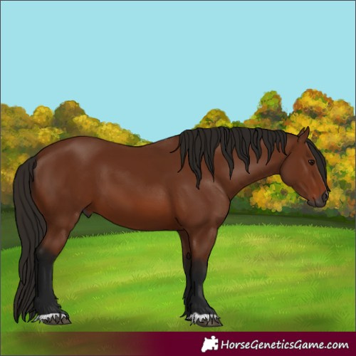 Horse Color:Gray Bay 