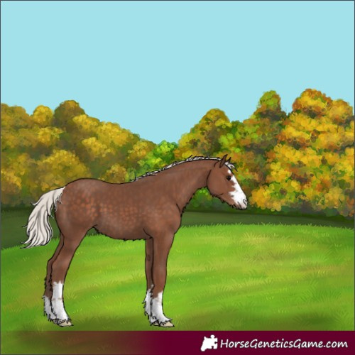 Horse Color:Silver Black