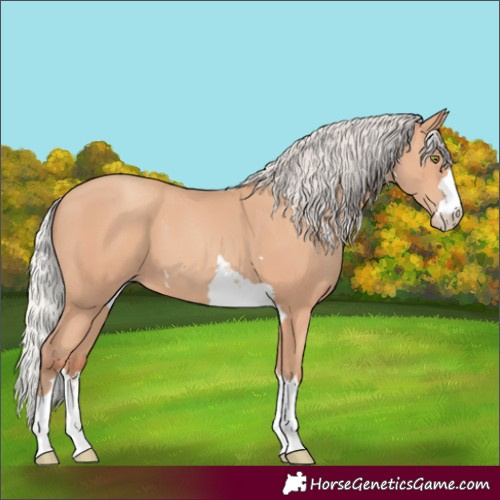 Horse Color:Silver Amber Champagne 