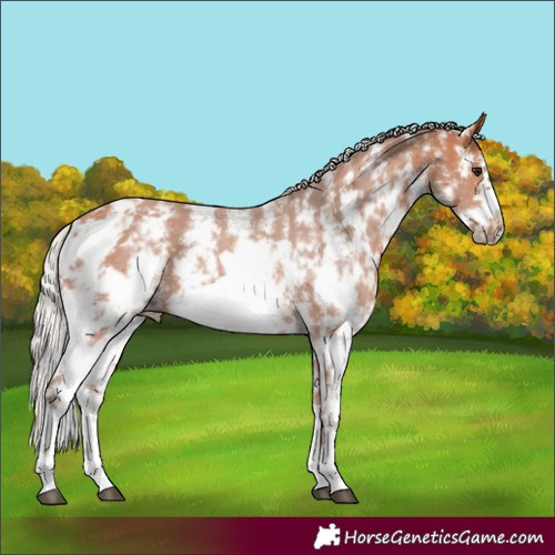 Horse Color:Silver Bay Sabino Frame 