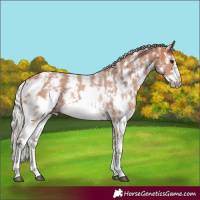 Horse Color:Silver Bay Sabino Frame