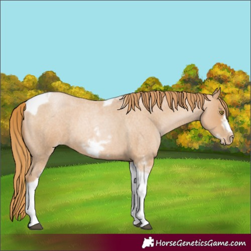 Horse Color:Red Roan Pearl Tobiano Frame 
