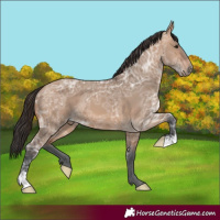 Horse Color:Bay Ice Dun
