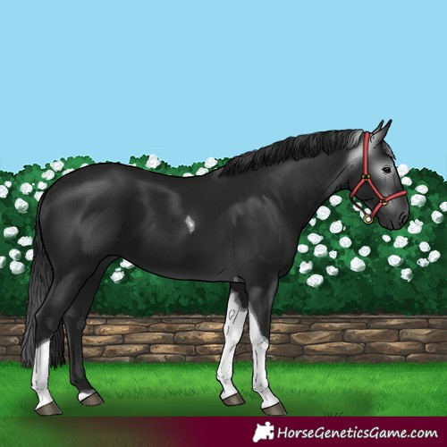 Horse Color:Gray Black Tobiano 