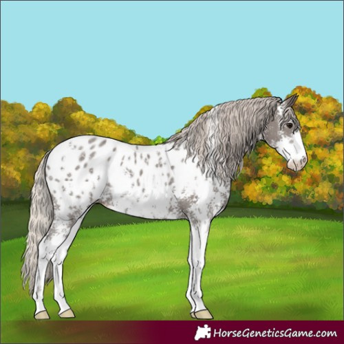 Horse Color:Silver Black Sabino Appaloosa 