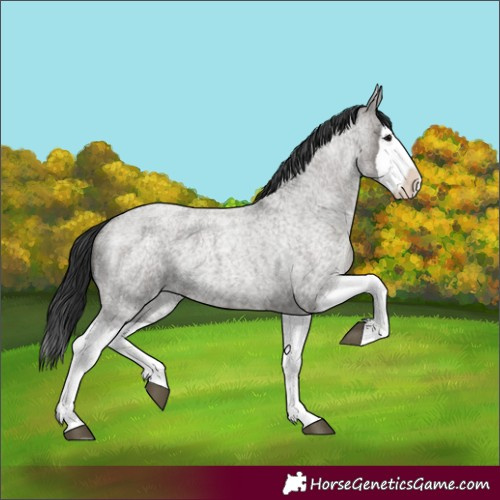 Horse Color:Grullo Roan Splash 