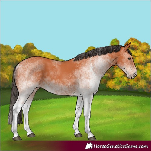 Horse Color:White Spotted Bay 