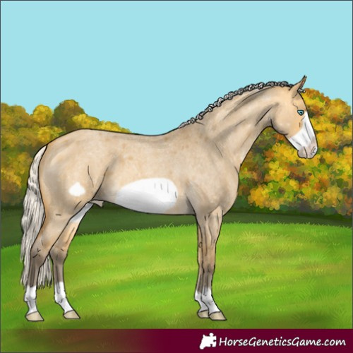 Horse Color:Silver Buckskin Roan Dun Frame Appaloosa 