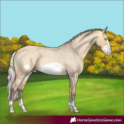 Horse Color:Silver Buckskin Roan Dun Frame Appaloosa 