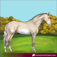 Horse Color:Silver Buckskin Roan Dun Frame Appaloosa