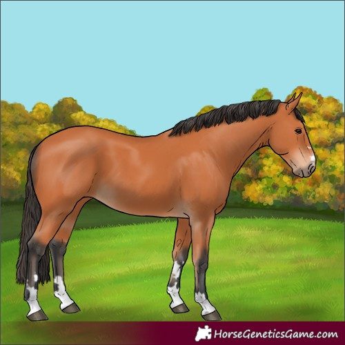 Horse Color:Bay 