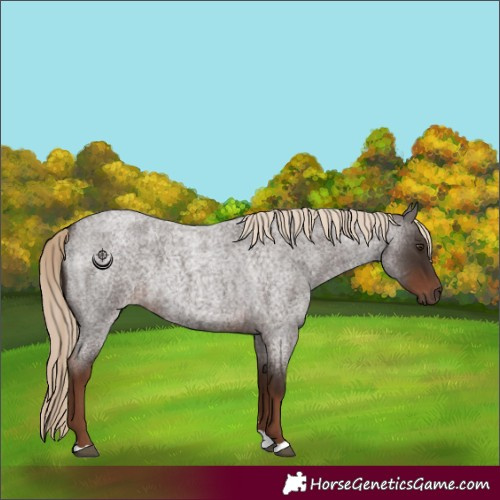 Horse Color:Liver Red Roan