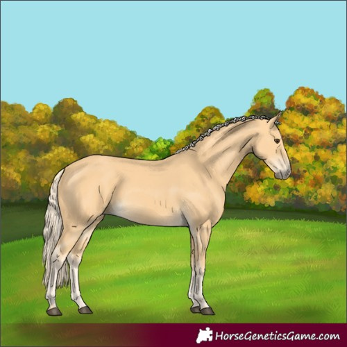 Horse Color:Palomino