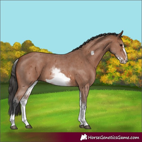 Horse Color:White Spotted Bay Sabino Frame 