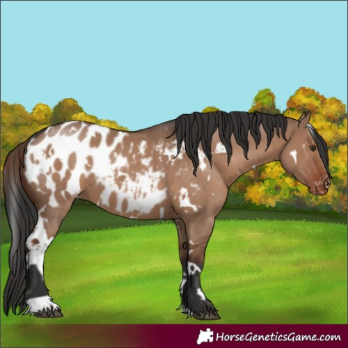 Horse Color:White Spotted Liver Red Dun Appaloosa 