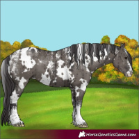 Horse Color:Powder White White Spotted Smoky Grullo Brindle 