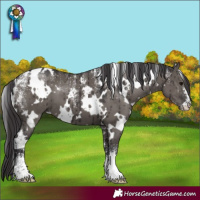 Horse Color:Powder White White Spotted Smoky Grullo Brindle 