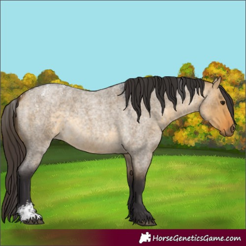 Horse Color:Powder White Buckskin Roan Dun 