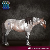 Horse Color:White Spotted Brown Roan