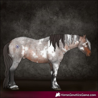 Horse Color:White Spotted Brown Roan 