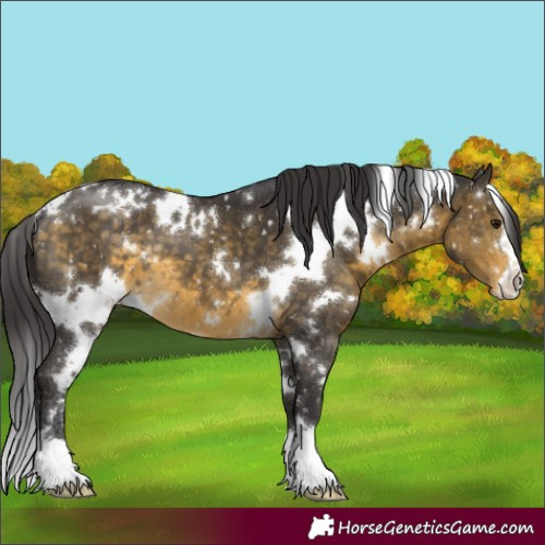 Horse Color:White Spotted Buckskin Appaloosa