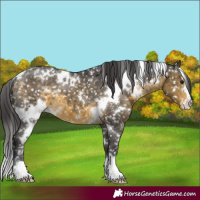 Horse Color:White Spotted Buckskin Appaloosa
