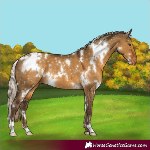 Horse Color:White Spotted Chocolate Palomino Dun Appaloosa 