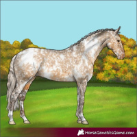 Horse Color:White Spotted Chocolate Palomino Dun Appaloosa