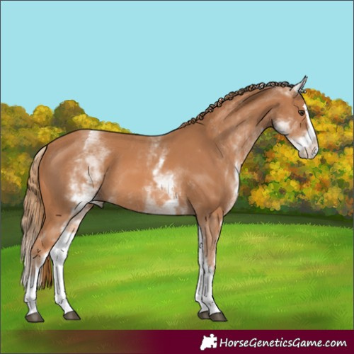 Horse Color:Unknown 