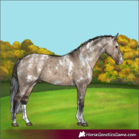 Horse Color:Powder White White Spotted Brown Dun Brindle 