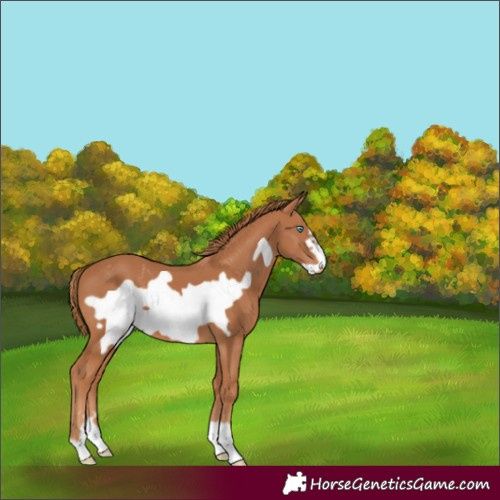 Horse Color:Chestnut Frame 