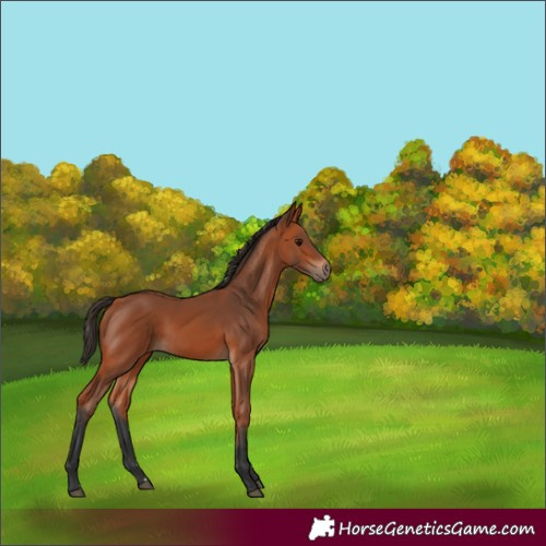 Horse Color:Bay 