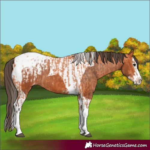 Horse Color:Bay Splash Tobiano Appaloosa  and Bay Splash Tobiano Appaloosa 