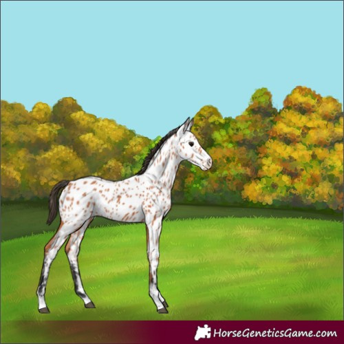 Horse Color:Bay Appaloosa 
