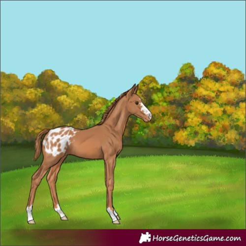 Horse Color:Chestnut Appaloosa 