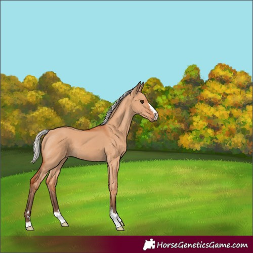 Horse Color:Silver Bay Dun