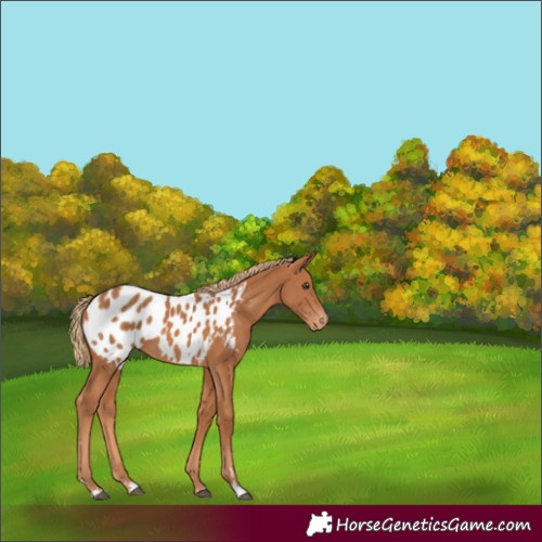 Horse Color:Chestnut Appaloosa 