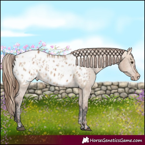 Horse Color:Red Dun Appaloosa  and Bay Dun Appaloosa 