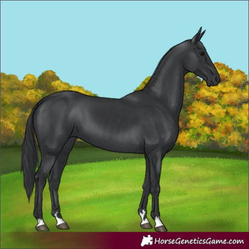 Horse Color:Black 