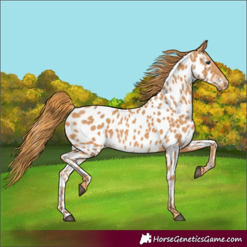 Horse Color:Chestnut Near Leopard 