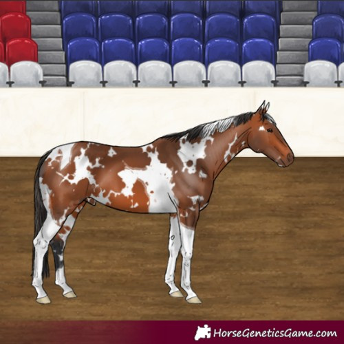 Horse Color:White Spotted Bay Tobiano