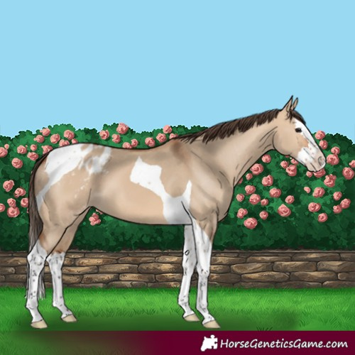 Horse Color:Bay Dun Splash Tobiano Appaloosa 
