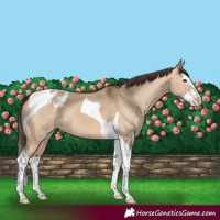 Horse Color:Bay Dun Splash Tobiano Blanket